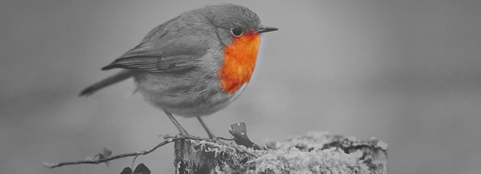 Ein Vogel, der auf einem Ast sitzt.