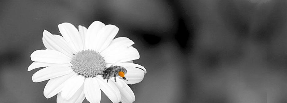 Eine Biene, die auf einem Gänseblümchen sitzt.